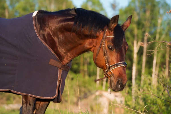 portrait of bay  horse in horse-cover