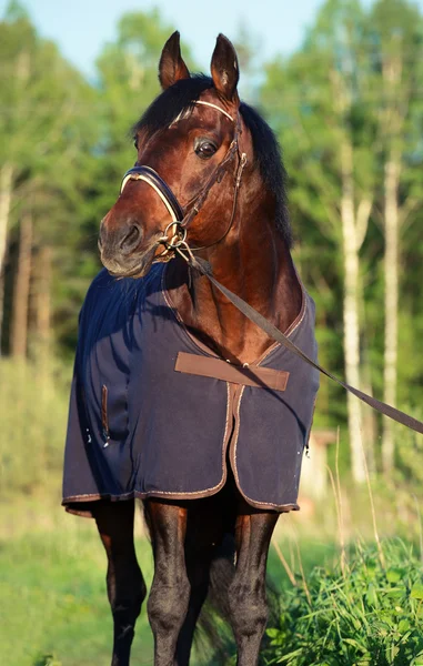 Retrato de cavalo-de-baía na cobertura de cavalo — Fotografia de Stock