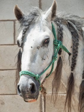 Gri Endülüs aygırının (PRE) ev portresi. Güneşli bir sabah. Endülüs, İspanya