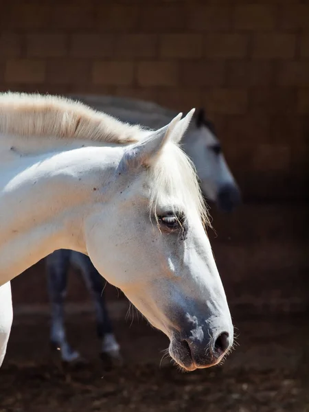 Portrait Brood White Andalusian Pre Mare Paddock Sunny Morning Andalusia — Stock Photo, Image