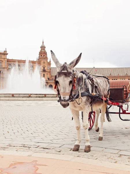 Carriage Donkey Resting Work Seville Plaza Espana Spain — Stock Photo, Image