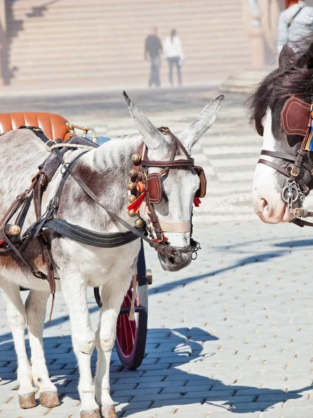 Coppia Freind Asino Pony Donne Uomo Concetto Vita — Foto Stock