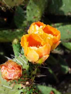 Prickly armut bitkisi (kaktüs opuntia) veya yağmurdan sonra kürek. Endülüs, İspanya. Kapat.