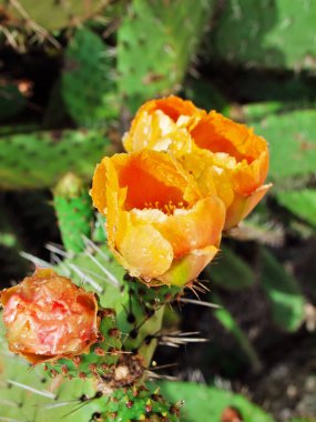 Prickly armut bitkisi (kaktüs opuntia) veya yağmurdan sonra kürek. Endülüs, İspanya. Kapat.