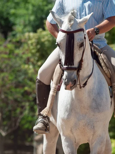 Retrato Cavalo Cinzento Andaluz Movimento Andaluzia Espanha — Fotografia de Stock
