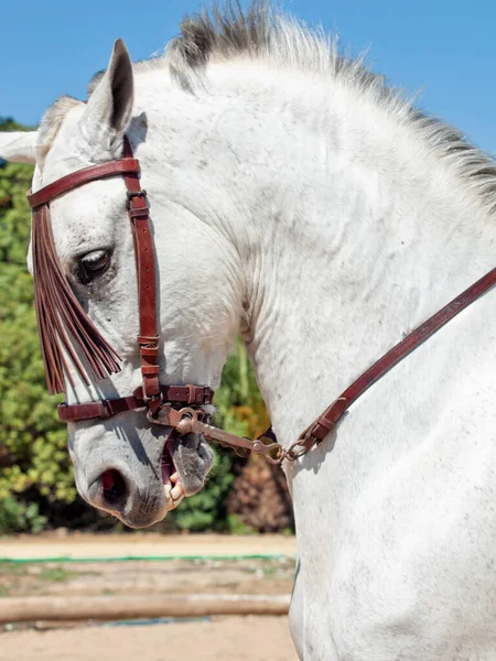 Porträtt Andalusisk Grå Häst Rörelse Andalusien Spanien — Stockfoto