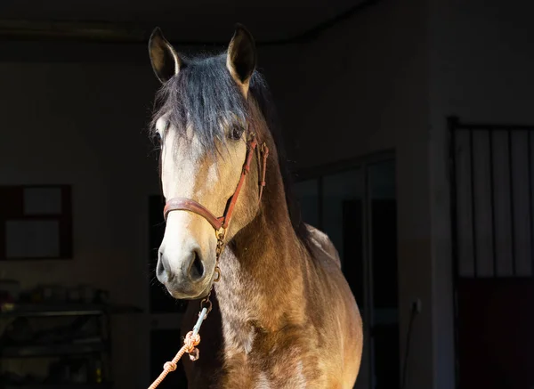 Ritratto Del Giovane Stallone Andaluso Posa Vicino Alla Scatola Veterinaria — Foto Stock