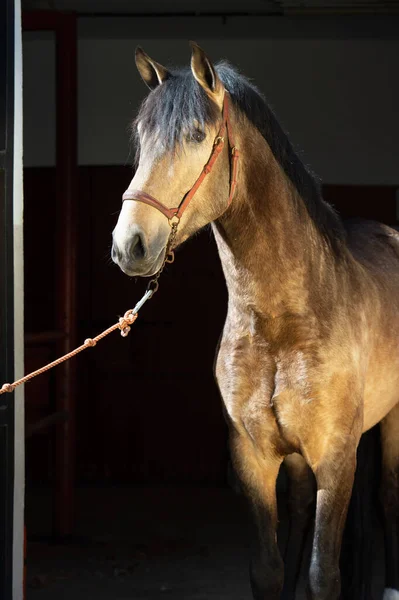 Retrato Buckskin Jovem Garanhão Andaluz Posando Perto Caixa Veterinária Andaluzia — Fotografia de Stock