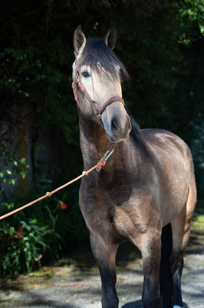 Retrato Buckskin Joven Semental Andaluz Posando Contra Pared Con Greens — Foto de Stock