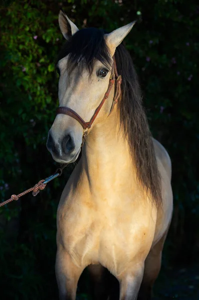 Portrait Sandy Young Andalusian Stallion Posing Greens Wall Andalusia Spain — Stock Photo, Image
