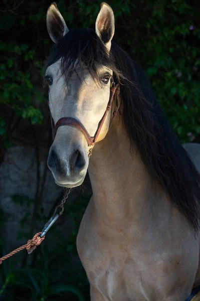 Porträtt Sandiga Unga Andalusiska Hingsten Poserar Nära Gröna Väggen Andalusien — Stockfoto