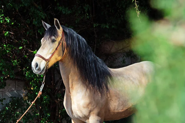 Ritratto Giovane Stallone Andaluso Sabbioso Intorno Verdi Andalusia Spagna — Foto Stock