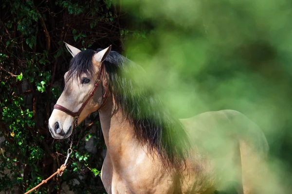 Portrait Sandy Young Andalusian Stallion Greens Andalusia Spain — Stock Photo, Image