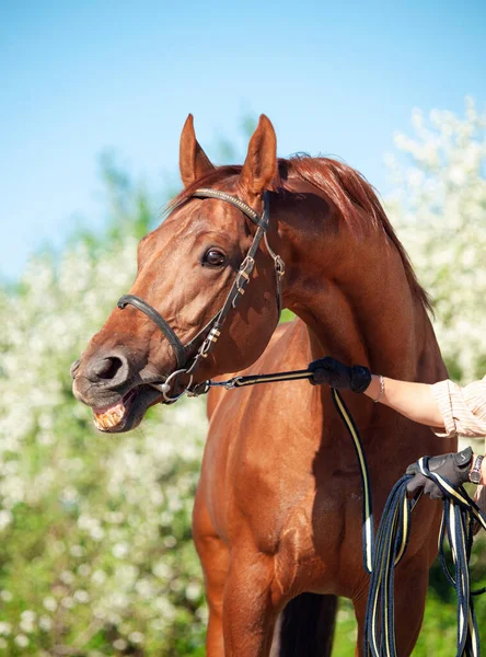 Portret Van Kastanje Holstein Hengst Poserend Tegen Boom Voorjaarstijd — Stockfoto