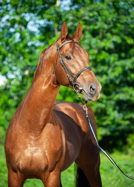 Porträtt Chestnut Holstein Hingsten Poserar Trädgården Vårtid — Stockfoto