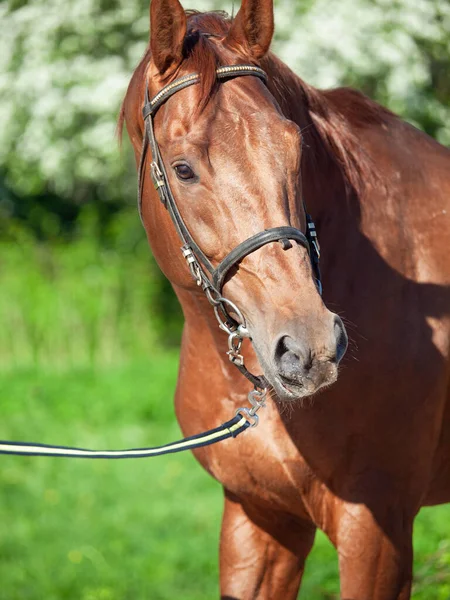 Portrait Châtaignier Holstein Étalon Sportif Posant Contre Pommier Fleur Printemps — Photo