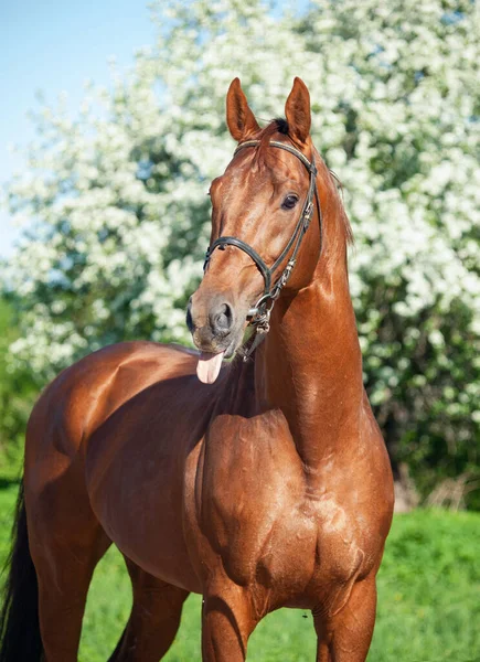 Portret Van Kastanje Holstein Sportieve Hengst Poserend Tegen Boom Voorjaarstijd — Stockfoto