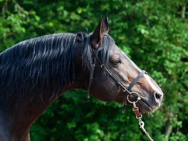 Porträt Der Schönen Rasse Sportlicher Hannoverscher Hengst — Stockfoto