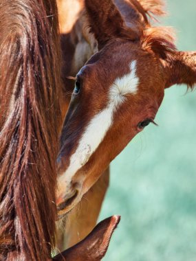 Annemle birlikte küçük kestane rengi tay portresi.
