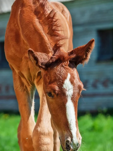 Porträtt Vandrande Liten Kastanj Föl Sportig Ras — Stockfoto