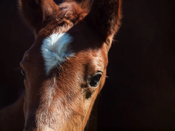 Detail Portrait Little Bay Foal Sportive Breed Close — Stock Photo, Image
