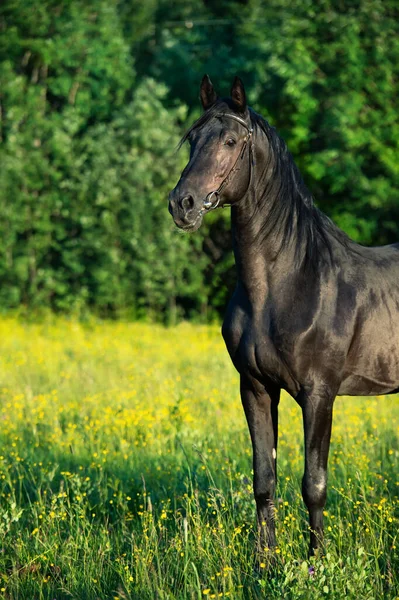 Portré Tenyésztés Trakehner Fekete Csődör Pózol Területen — Stock Fotó