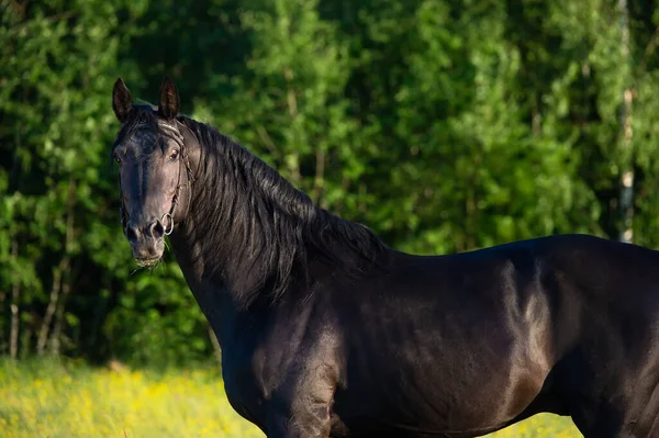 Retrato Raza Trakehner Semental Negro Posando Campo —  Fotos de Stock