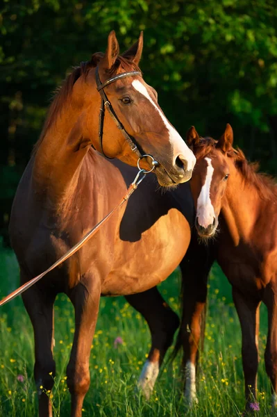 Porträtt Avelssto Med Fölet Poserar Ängen Kvällen — Stockfoto