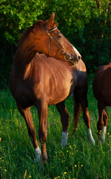 Portrait Brood Mare Her Foal Posing Meadow Evening — Stock Photo, Image