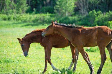 özgürce çayırlarda tay oynuyorlar. yaz