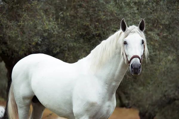 Portret Van Witte Zuivere Spaanse Hengst Poserend Bij Het Meer — Stockfoto