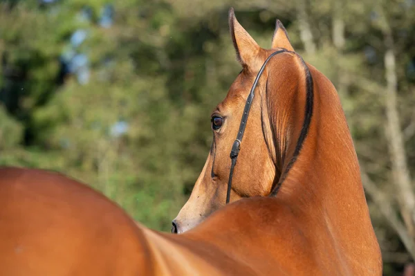 Ritratto Akhalteke Razza Cavallo Vista Posteriore Vicino — Foto Stock