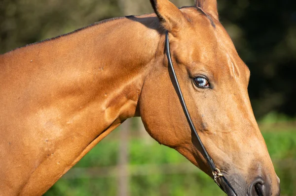 Portrait Horse Blue Eye Akhalteke Breed Close — Stock Photo, Image