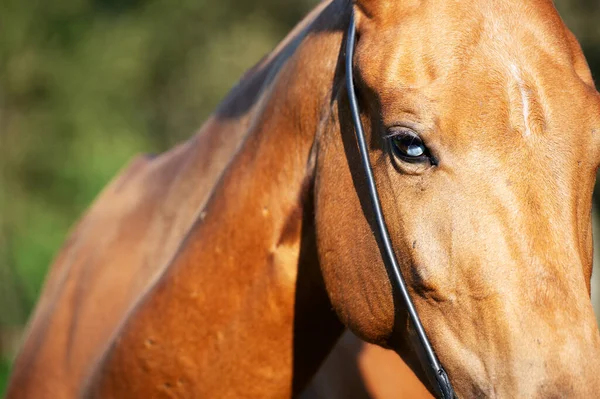 Ojo Caballo Azul Yegua Akhalteke Cerca —  Fotos de Stock