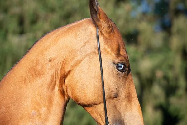 Porträt Eines Pferdes Mit Blauem Auge Der Rasse Akhalteke Nahaufnahme — Stockfoto