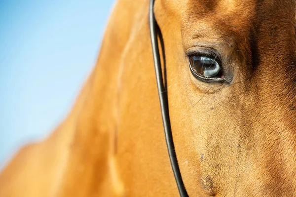 Portrait Akhalteke Horse Blue Eye Blue Sky Close — Stock Photo, Image