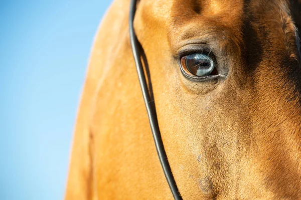 Retrato Cavalo Akhalteke Com Olho Azul Contra Céu Azul Perto — Fotografia de Stock