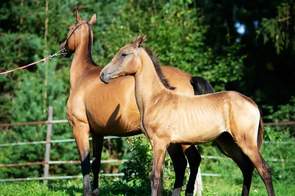 Purebred Akhalteke Dam Foal Posing Grass Paddock — Stock Photo, Image