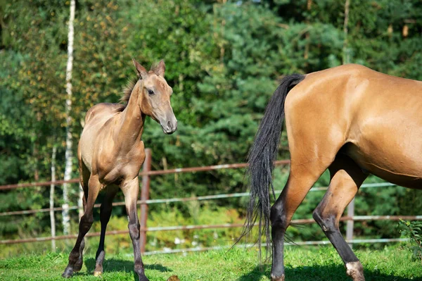 Barrage Akhalteke Race Pure Avec Poulain Posant Dans Enclos Herbe — Photo