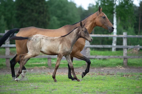 Corriendo Presa Pura Raza Akhalteke Con Potro Paddock — Foto de Stock