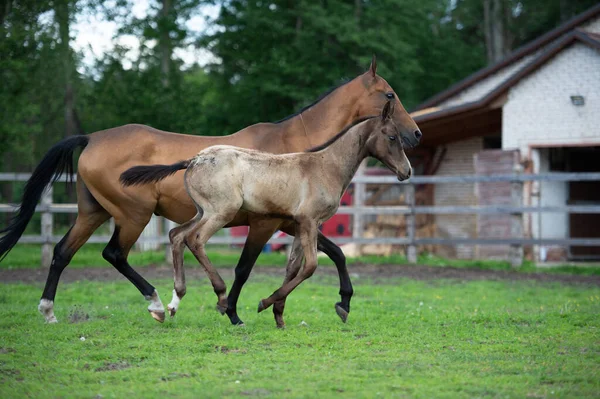 Running Purebred Akhalteke Dam Foal Paddock — Stock Photo, Image