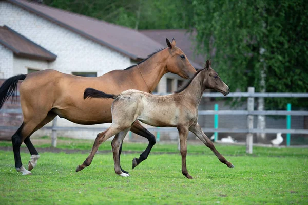 Running Purebred Akhalteke Dam Foal Paddock — Stock Photo, Image