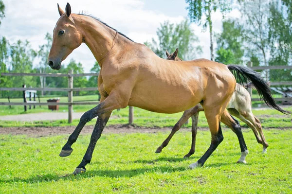 Snel Uitgepuurde Akhalteke Dam Met Haar Veulen Paddock Close — Stockfoto