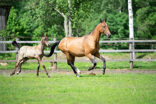 Running Purebred Akhalteke Dam Foal Paddock — Stock Photo, Image