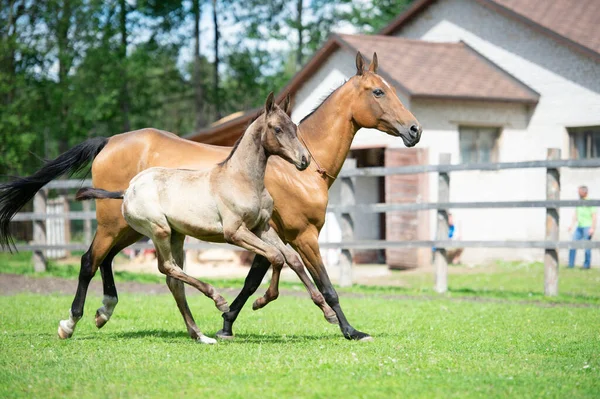 Rinnande Renrasiga Akhalteke Dammen Med Föl Hagen — Stockfoto