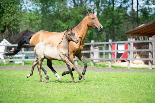 Rinnande Renrasiga Akhalteke Dammen Med Föl Hagen — Stockfoto