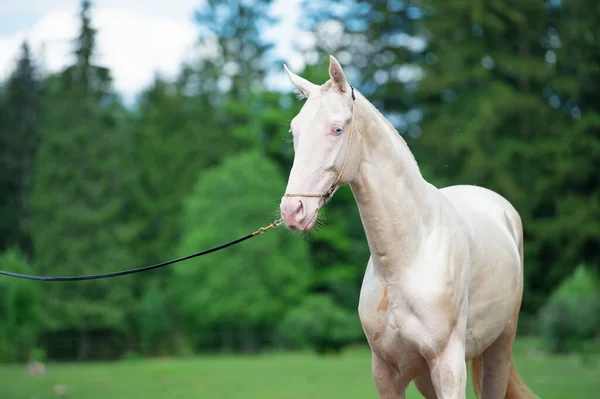 Porträt Eines Wunderschönen Creamello Reinrassigen Jungen Hengstes Aktion Posieren Der — Stockfoto