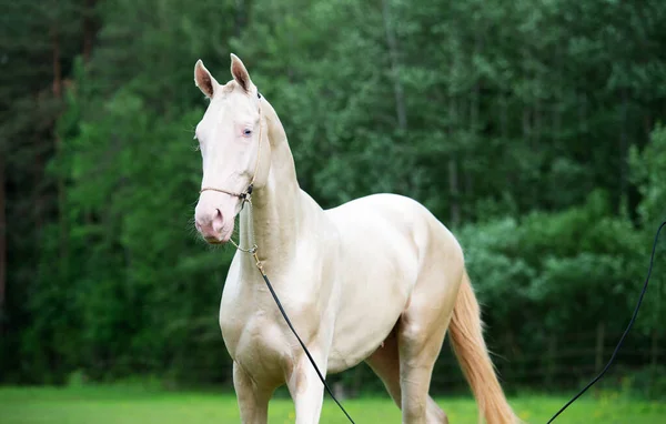 Portrait Beautiful Creamello Purebred Akhalteke Young Stallion Action Posing Forest — Stock Photo, Image