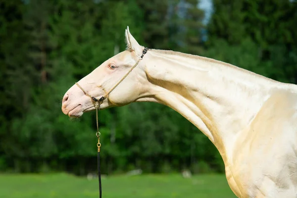 Portret Van Prachtige Romige Raszuivere Akhalteke Jonge Hengst Poseren Buurt — Stockfoto