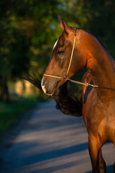 Portrait Bay Beautiful Purebred Akhalteke Mare Posing Evening Russia — Stock Photo, Image